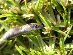 Duberria lutrix lutrix