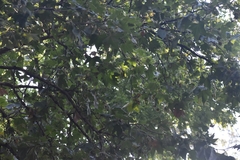 Platanus mexicana