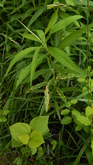 Puccinia lagenophorae