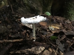 Leucoagaricus serenus