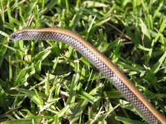 Duberria lutrix lutrix