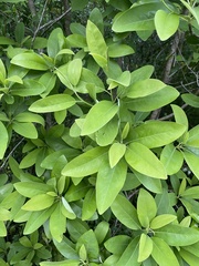 Cartrema