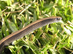 Duberria lutrix lutrix