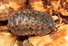 Schismadillo ashtoni
