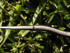 Duberria lutrix lutrix
