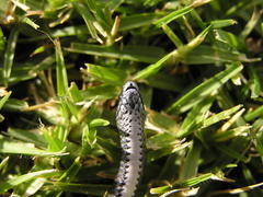 Duberria lutrix lutrix