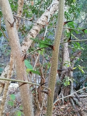 Vachellia campechiana