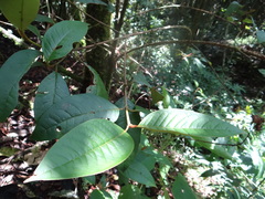 Vismia baccifera