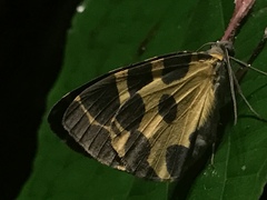 Pantherodes pardalaria