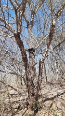 Zanthoxylum caribaeum