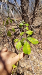 Zanthoxylum caribaeum