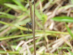 Cannaphila