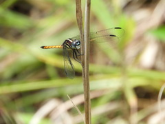 Cannaphila