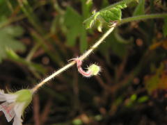 Geranium wakkerstroomianum