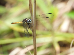Cannaphila