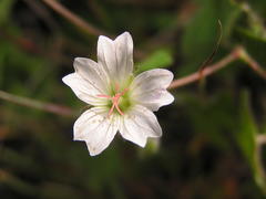 Geranium wakkerstroomianum