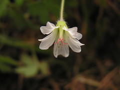 Geranium wakkerstroomianum