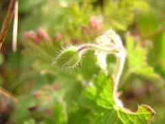 Geranium wakkerstroomianum