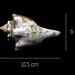 Granose Horse Conch - Photo (c) ares-afc, some rights reserved (CC BY-NC), uploaded by ares-afc