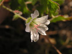 Geranium wakkerstroomianum