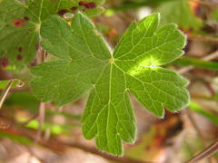 Geranium wakkerstroomianum