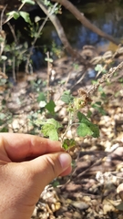Ambrosia cordifolia