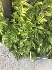 Artemisia vulgaris