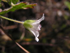 Geranium wakkerstroomianum