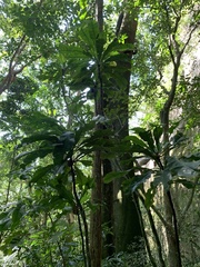 Rudgea macrophylla