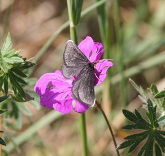 Odezia atrata