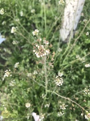 Capsella bursa-pastoris