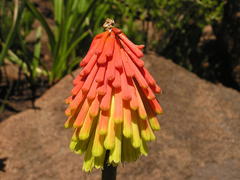 Kniphofia rigidifolia