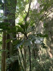 Rudgea macrophylla