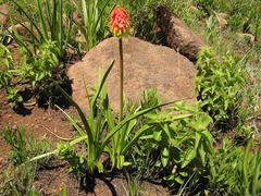Kniphofia rigidifolia