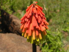 Kniphofia rigidifolia