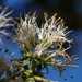 Gaiadendron punctatum - Photo (c) mortiz, some rights reserved (CC BY-NC), uploaded by Manuel Ortiz