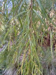 Acacia leprosa