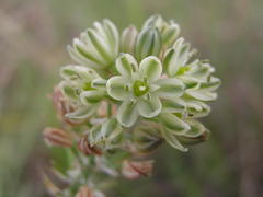 Albuca virens virens