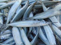 Hyporhamphus