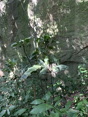 Rudgea macrophylla