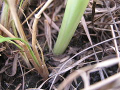 Albuca virens virens