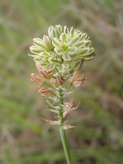 Albuca virens virens