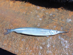 Hyporhamphus