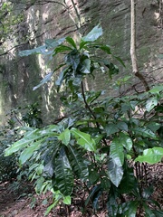 Rudgea macrophylla