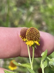 Helenium microcephalum