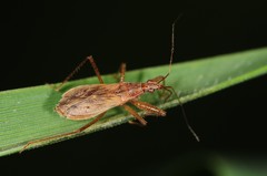 Nabis rufusculus