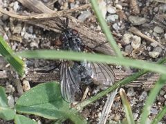 Triarthria setipennis