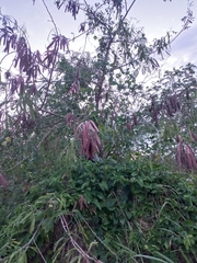 Leucaena pulverulenta