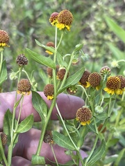 Helenium microcephalum