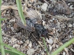 Triarthria setipennis